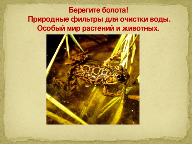 Берегите болота!  Природные фильтры для очистки воды.  Особый мир растений и животных. 