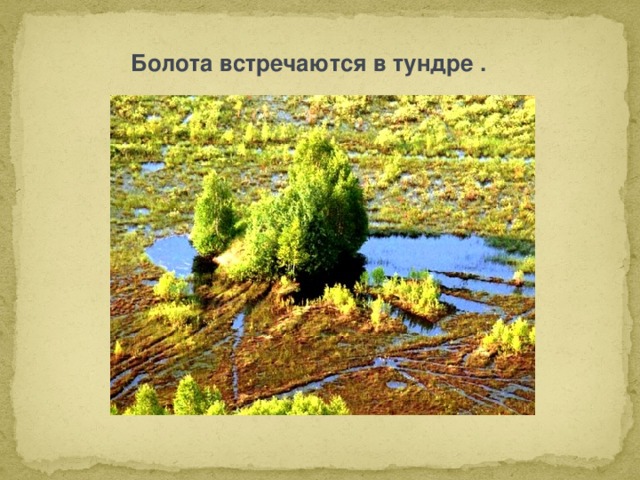  Болота встречаются в тундре . 