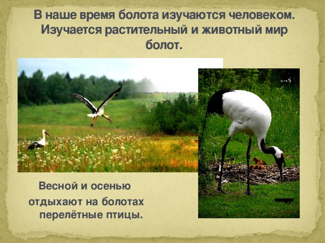 В наше время болота изучаются человеком. Изучается растительный и животный мир болот. Весной и осенью отдыхают на болотах перелётные птицы. 