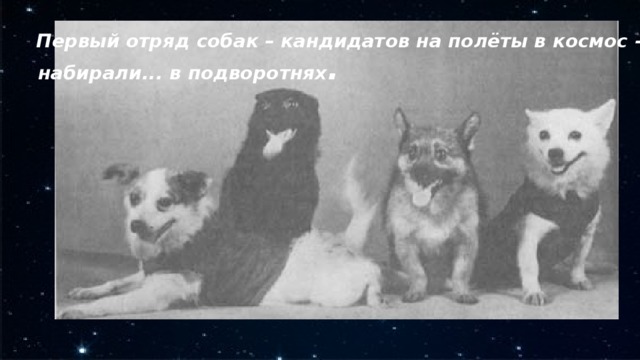  Первый отряд собак – кандидатов на полёты в космос – набирали... в подворотнях .   