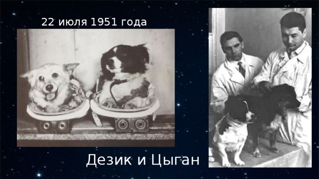 22 июля 1951 года Дезик и Цыган 