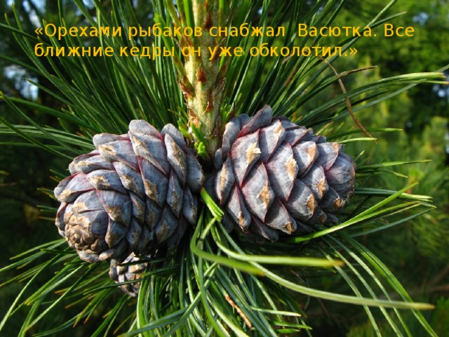 «Орехами рыбаков снабжал Васютка. Все ближние кедры он уже обколотил.» 