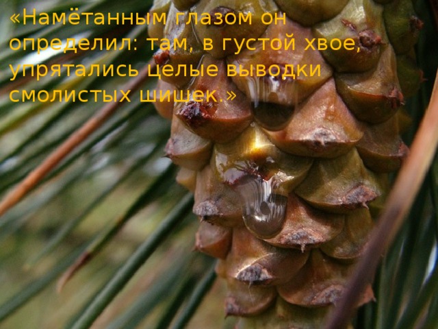 «Намётанным глазом он определил: там, в густой хвое, упрятались целые выводки смолистых шишек.» 