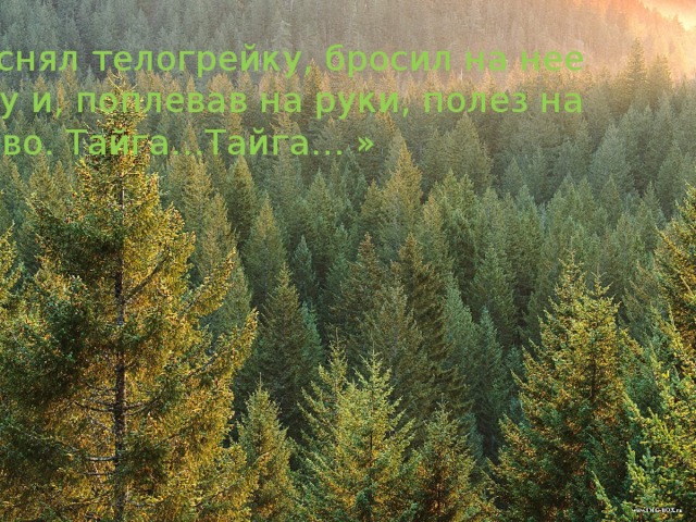 «Он снял телогрейку, бросил на нее кепку и, поплевав на руки, полез на дерево. Тайга…Тайга… » 