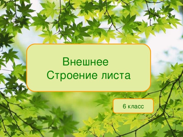Внешнее Строение листа 6 класс 