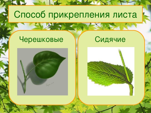 Способ прикрепления листа Сидячие Черешковые 