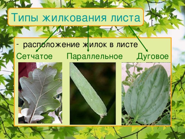 Типы жилкования листа расположение жилок в листе Сетчатое Параллельное Дуговое 