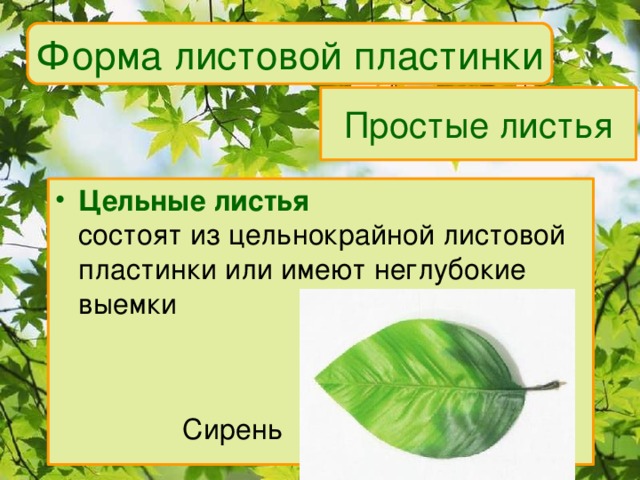 Форма листовой пластинки Простые листья Цельные листья  состоят из цельнокрайной листовой пластинки или имеют неглубокие выемки    Сирень 