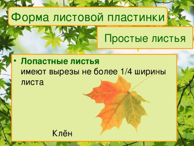 Форма листовой пластинки Простые листья Лопастные листья  имеют вырезы не более 1/4 ширины листа    Клён 
