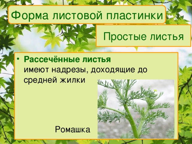 Форма листовой пластинки Простые листья Рассечённые листья  имеют надрезы, доходящие до средней жилки    Ромашка 