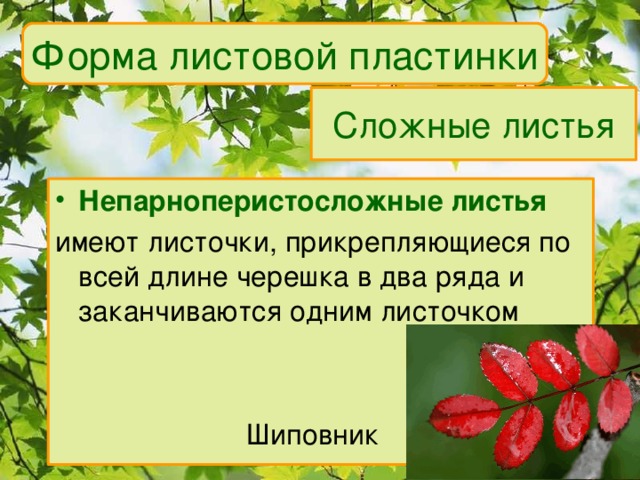 Форма листовой пластинки Сложные листья Непарноперистосложные листья имеют листочки, прикрепляющиеся по всей длине черешка в два ряда и заканчиваются одним листочком     Шиповник 