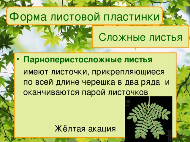 Форма листовой пластинки Сложные листья Парноперистосложные листья  имеют листочки, прикрепляющиеся по всей длине черешка в два ряда и оканчиваются парой листочков    Жёлтая акация 