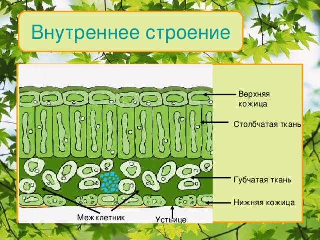 Рисунок ткань столбчатая