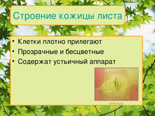 Строение кожицы листа Клетки плотно прилегают Прозрачные и бесцветные Содержат устьичный аппарат Внутреннее строение 