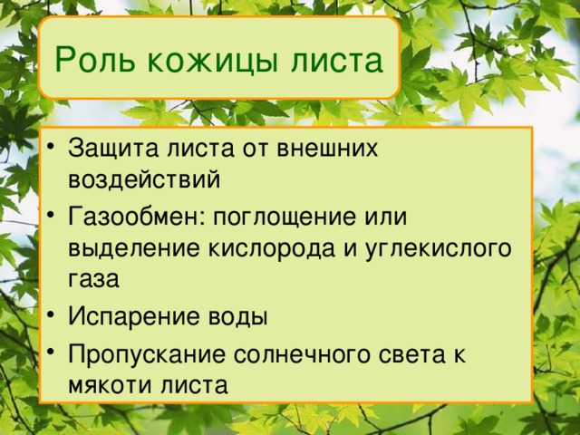 Роль кожицы листа Защита листа от внешних воздействий Газообмен: поглощение или выделение кислорода и углекислого газа Испарение воды Пропускание солнечного света к мякоти листа 
