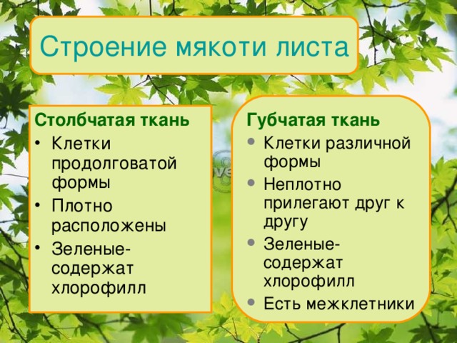 Строение мякоти листа Губчатая ткань Клетки различной формы Неплотно прилегают друг к другу Зеленые- содержат хлорофилл Есть межклетники Столбчатая ткань Клетки продолговатой формы Плотно расположены Зеленые- содержат хлорофилл  