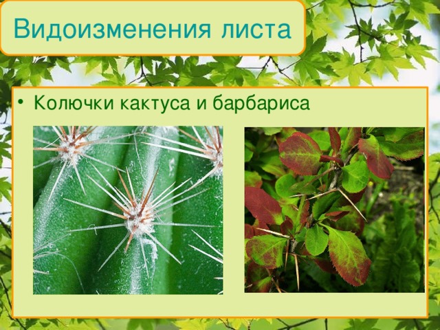 Видоизменения листа Колючки кактуса и барбариса 