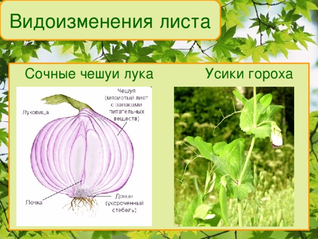 Видоизменения листа Сочные чешуи лука Усики гороха 