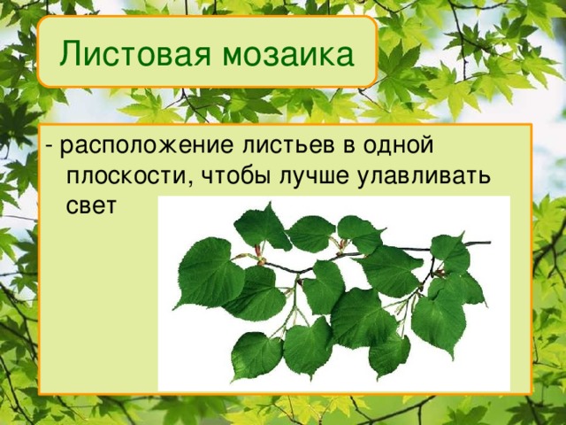 Листовая мозаика - расположение листьев в одной плоскости, чтобы лучше улавливать свет 