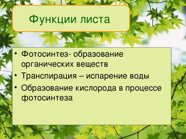 Функции листа Фотосинтез- образование органических веществ Транспирация – испарение воды Образование кислорода в процессе фотосинтеза 