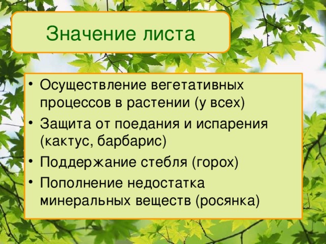 Значение листа Осуществление вегетативных процессов в растении (у всех) Защита от поедания и испарения (кактус, барбарис) Поддержание стебля (горох) Пополнение недостатка минеральных веществ (росянка) 