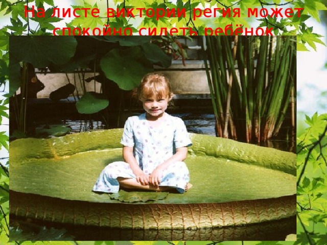 На листе виктории регия может спокойно сидеть ребёнок   