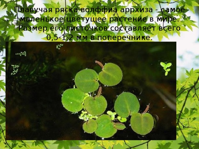   Плавучая ряска волффиа аррхиза - самое маленькое цветущее растение в мире. Размер его листочков составляет всего 0,5-1,2 мм в поперечнике.    
