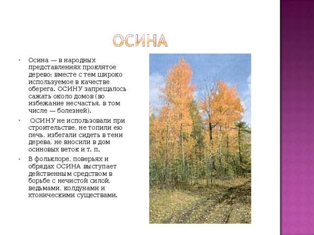 Осина — в народных представлениях проклятое дерево; вместе с тем широко используемое в качестве оберега. ОСИНУ запрещалось сажать около домов (во избежание несчастья, в том числе — болезней).  ОСИНУ не использовали при строительстве, не топили ею печь, избегали сидеть в тени дерева, не вносили в дом осиновых веток и т. п. В фольклоре, поверьях и обрядах ОСИНА выступает действенным средством в борьбе с нечистой силой, ведьмами, колдунами и хтоническими существами. 