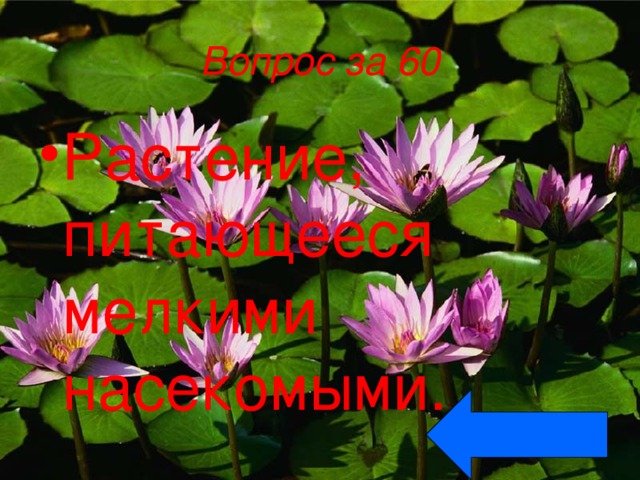 Вопрос за 60 Растение, питающееся мелкими насекомыми. 