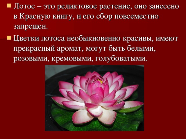 Лотос – это реликтовое растение, оно занесено в Красную книгу, и его сбор повсеместно запрещен. Цветки лотоса необыкновенно красивы, имеют прекрасный аромат, могут быть белыми, розовыми, кремовыми, голубоватыми.    