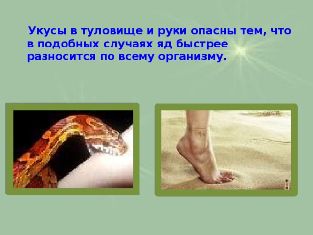  Укусы в туловище и руки опасны тем, что в подобных случаях яд быстрее разносится по всему организму.    