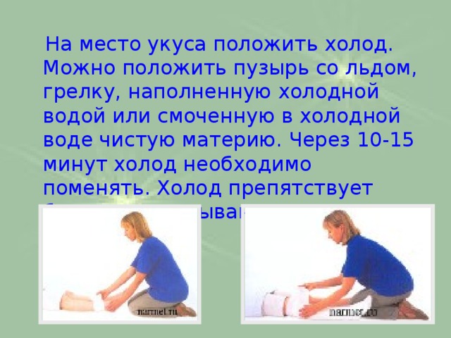 На место укуса положить холод. Можно положить пузырь со льдом, грелку, наполненную холодной водой или смоченную в холодной воде чистую материю. Через 10-15 минут холод необходимо поменять. Холод препятствует быстрому всасыванию яда в организм. 