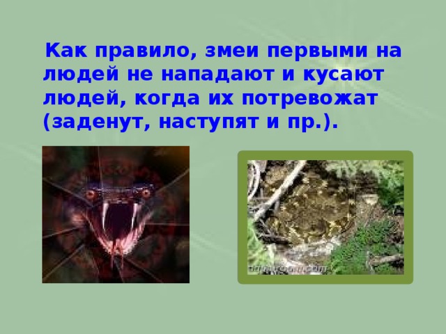  Как правило, змеи первыми на людей не нападают и кусают людей, когда их потревожат (заденут, наступят и пр.). 