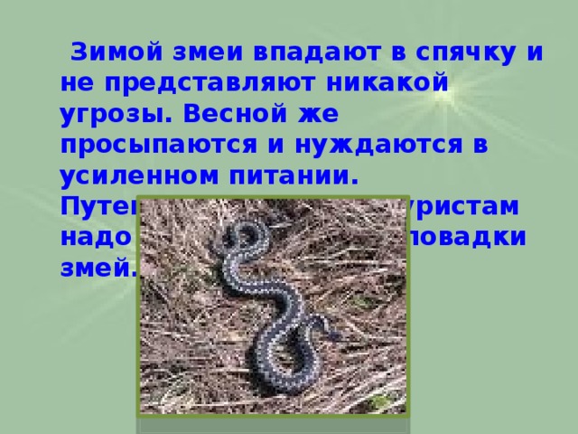  Зимой змеи впадают в спячку и не представляют никакой угрозы. Весной же просыпаются и нуждаются в усиленном питании. Путешественникам и туристам надо знать некоторые повадки змей. 