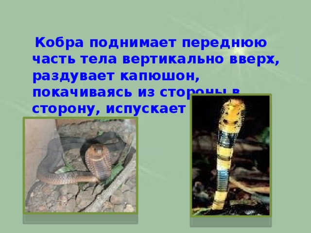  Кобра поднимает переднюю часть тела вертикально вверх, раздувает капюшон, покачиваясь из стороны в сторону, испускает шипение. 