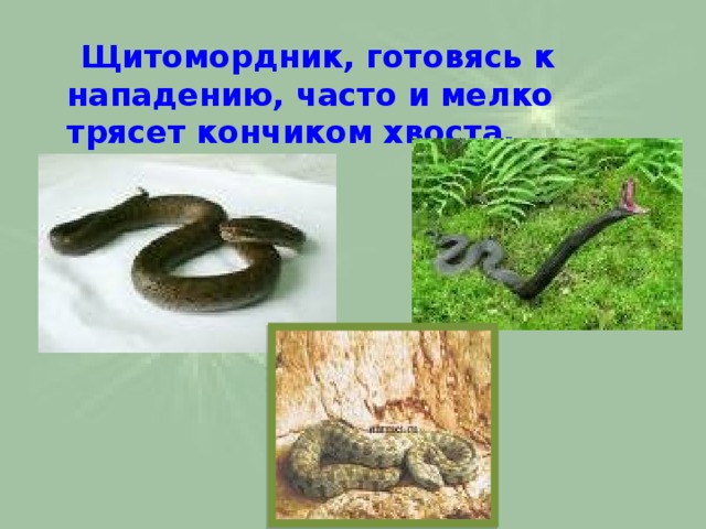  Щитомордник, готовясь к нападению, часто и мелко трясет кончиком хвоста. 