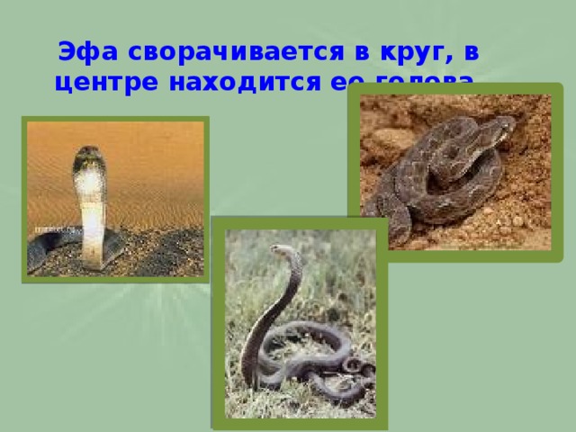  Эфа сворачивается в круг, в центре находится ее голова. 