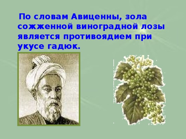  По словам Авиценны, зола сожженной виноградной лозы является противоядием при укусе гадюк.   