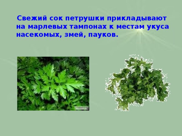  Свежий сок петрушки прикладывают на марлевых тампонах к местам укуса насекомых, змей, пауков.   