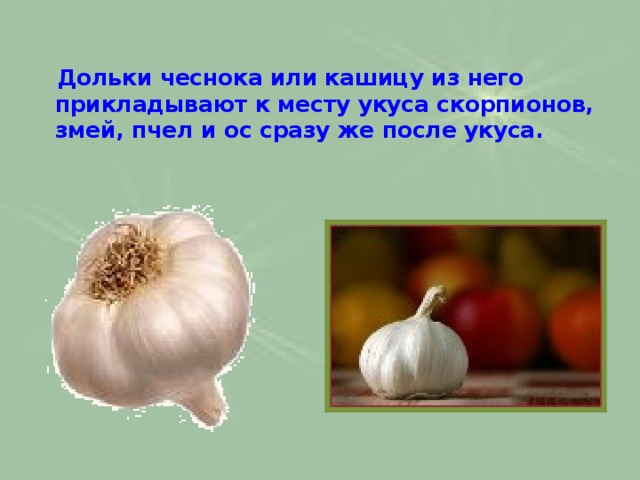  Дольки чеснока или кашицу из него прикладывают к месту укуса скорпионов, змей, пчел и ос сразу же после укуса.   