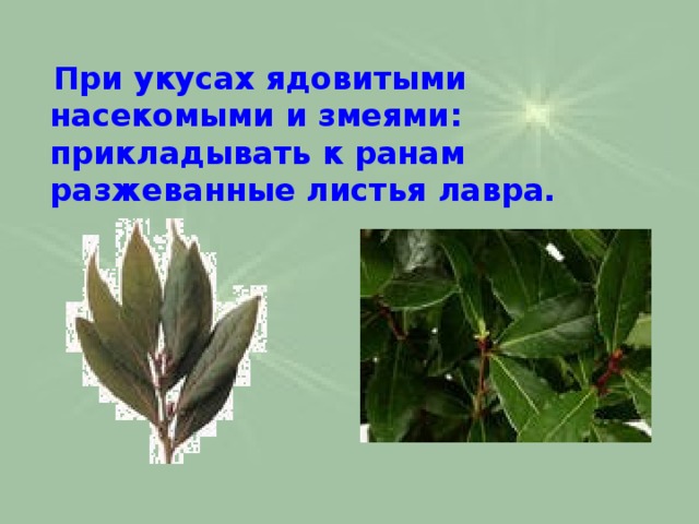  При укусах ядовитыми насекомыми и змеями: прикладывать к ранам  разжеванные листья лавра. 