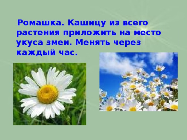  Ромашка. Кашицу из всего растения приложить на место укуса змеи. Менять через каждый час. 