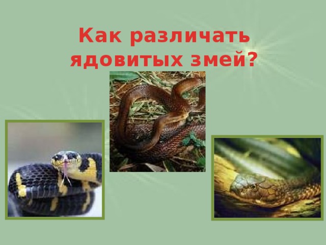 Как различать ядовитых змей?   