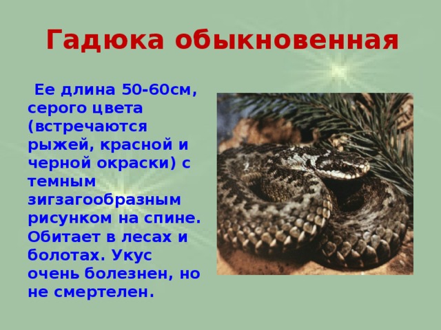 Гадюка обыкновенная  Ее длина 50-60см, серого цвета (встречаются рыжей, красной и черной окраски) с темным зигзагообразным рисунком на спине. Обитает в лесах и болотах. Укус очень болезнен, но не смертелен. 