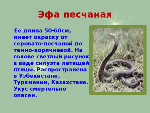 Эфа песчаная  Ее длина 50-60см, имеет окраску от серовато-песчаной до темно-коричневой. На голове светлый рисунок в виде силуэта летящей птицы. Распространена в Узбекистане, Туркмении, Казахстане. Укус смертельно опасен. 
