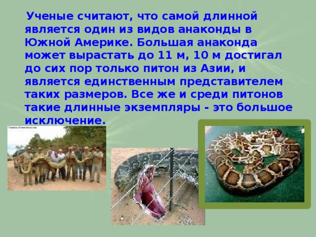  Учeные считают, что самой длинной является один из видов анаконды в Южной Америке. Большая анаконда может вырастать до 11 м, 10 м достигал до сих пор только питон из Азии, и является единственным представителем таких размеров. Все же и среди питонов такие длинные экземпляры - это большое исключение.   