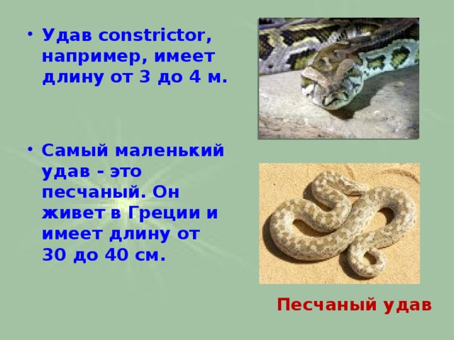 Удав constrictor, например, имеет длину от 3 до 4 м.   Самый маленький удав - это песчаный. Он живет в Греции и имеет длину от 30 до 40 см.    Песчаный удав 