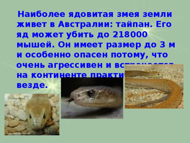  Наиболее ядовитая змея земли живет в Австралии: тайпан. Его яд может убить до 218000 мышей. Он имеет размер до 3 м и особенно опасен потому, что очень агрессивен и встречается на континенте практически везде.   