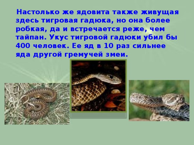  Настолько же ядовита также живущая здесь тигровая гадюка, но она более робкая, да и встречается реже, чем тайпан. Укус тигровой гадюки убил бы 400 человек. Еe яд в 10 раз сильнее яда другой гремучей змеи.   