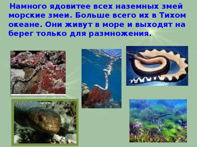  Намного ядовитее всех наземных змей морские змеи. Больше всего их в Тихом океане. Они живут в море и выходят на берег только для размножения.   